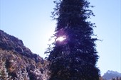 Fir-Tree